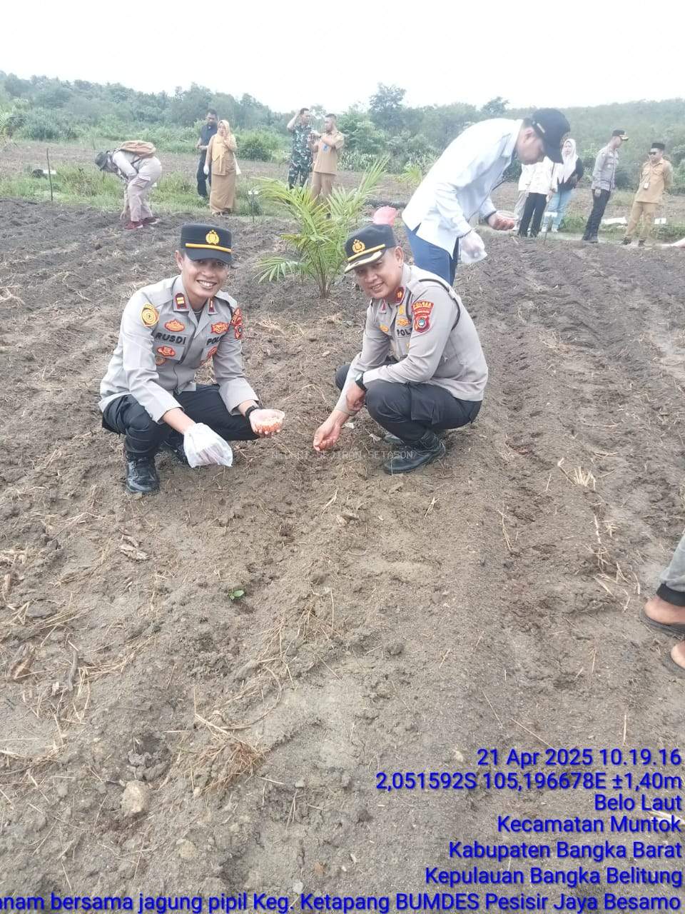 Penanaman Jagung Pipil di Desa Belo Laut Kab. Bangka Barat dalam Rangka Mendukung Ketahanan Pangan