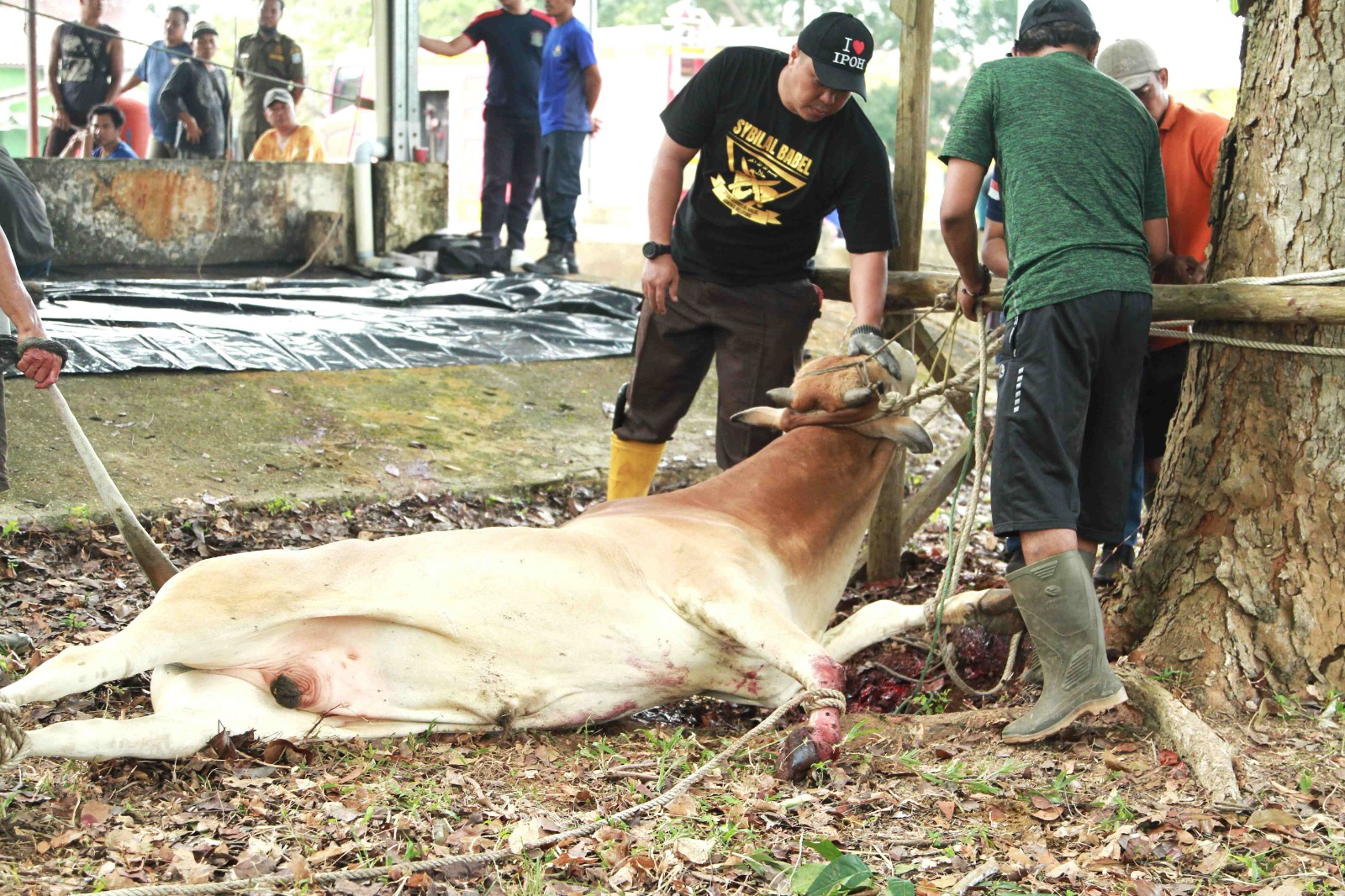 Pelaksanaan Ibadah Kurban oleh Pemerintah Kabupaten Bangka Barat Tahun 2025